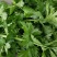 张家口市尚义县大青沟芹菜，气后温差大，7月20号左右上市