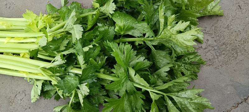 张家口市尚义县大青沟芹菜，气后温差大，7月20号左右上市