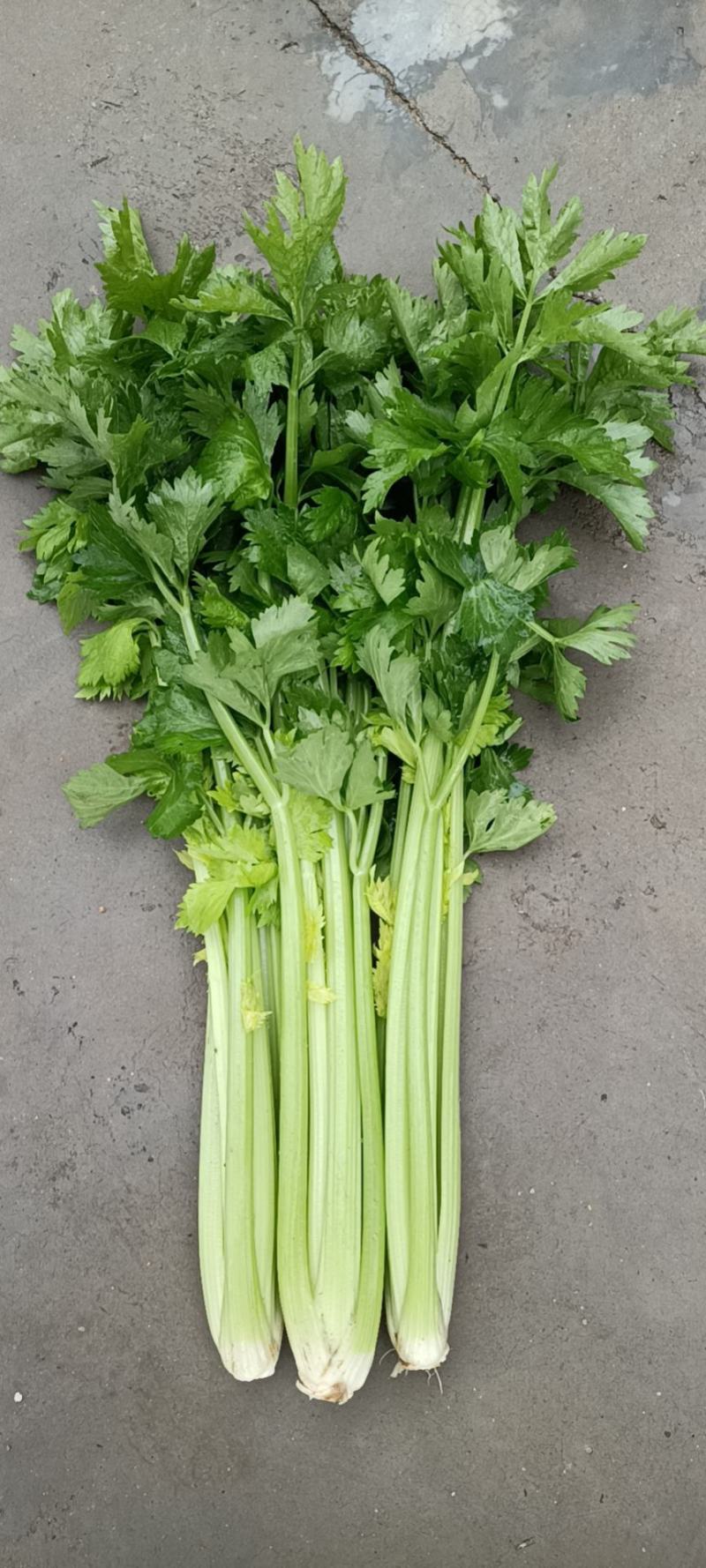 张家口市尚义县大青沟芹菜，气后温差大，7月20号左右上市
