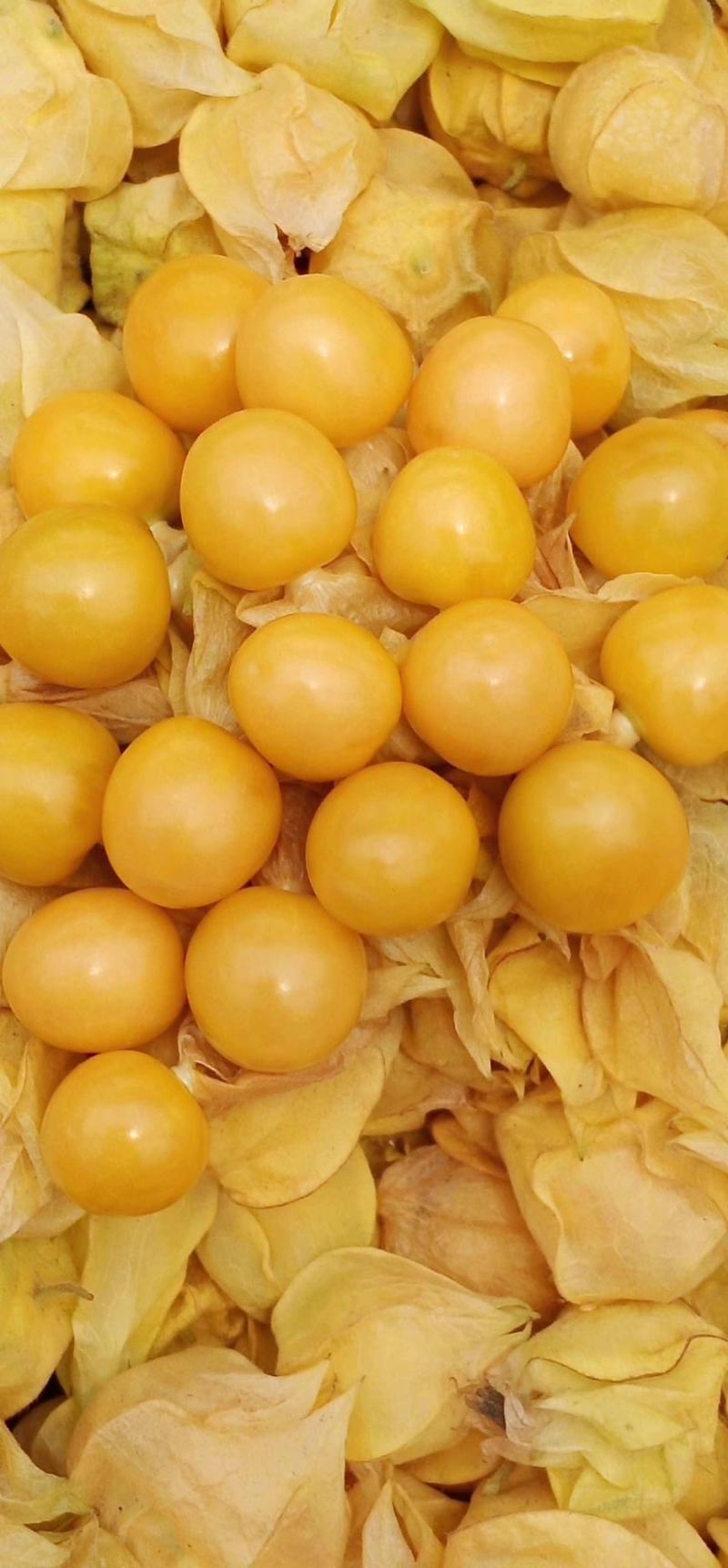 东北甜菇娘，灯笼果，黄菇娘大量上市，菇莺
