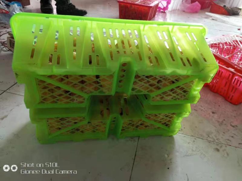 东北甜菇娘，灯笼果，黄菇娘大量上市，菇莺