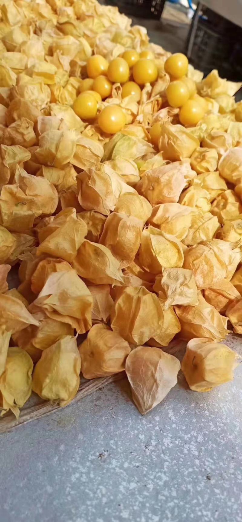 东北甜菇娘，灯笼果，黄菇娘大量上市，菇莺