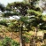 黑松，地径8-16.高2-5米黑松，量大便宜，做一次生意