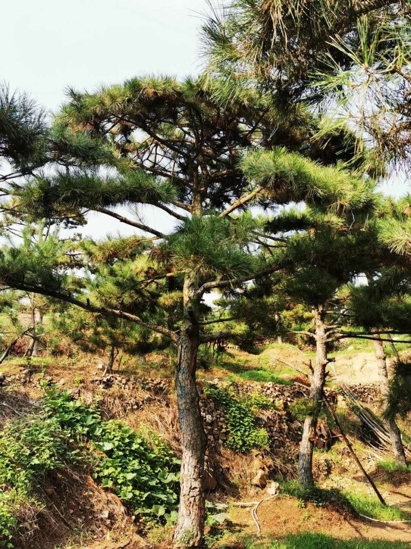 黑松，地径8-16.高2-5米黑松，量大便宜，做一次生意