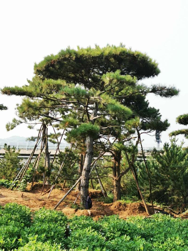黑松，地径8-16.高2-5米黑松，量大便宜，做一次生意