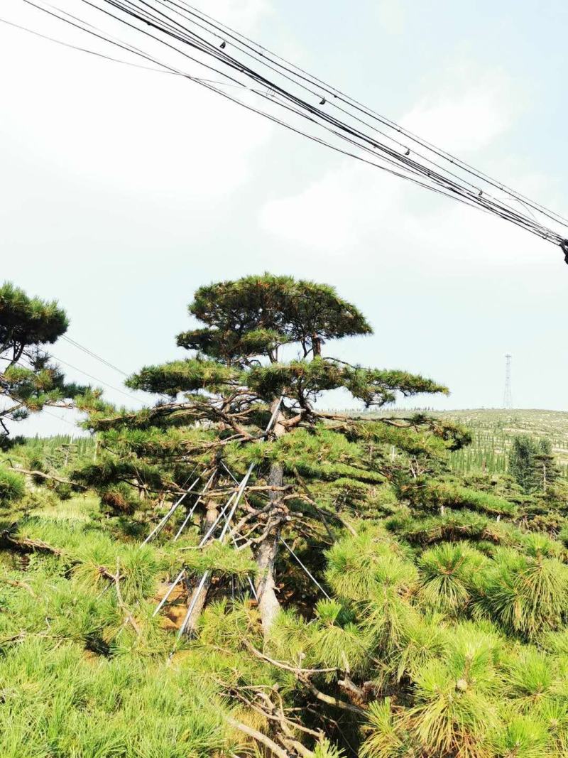 黑松，地径8-16.高2-5米黑松，量大便宜，做一次生意