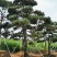 黑松，地径8-16.高2-5米黑松，量大便宜，做一次生意