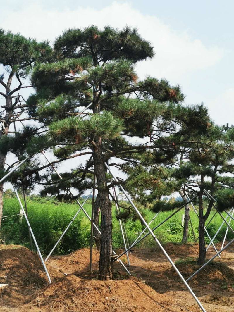 黑松，地径8-16.高2-5米黑松，量大便宜，做一次生意