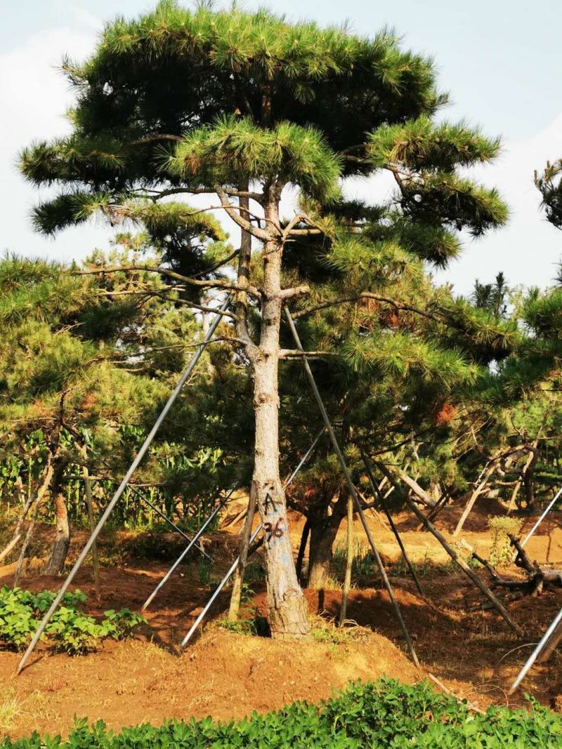 黑松，地径8-16.高2-5米黑松，量大便宜，做一次生意