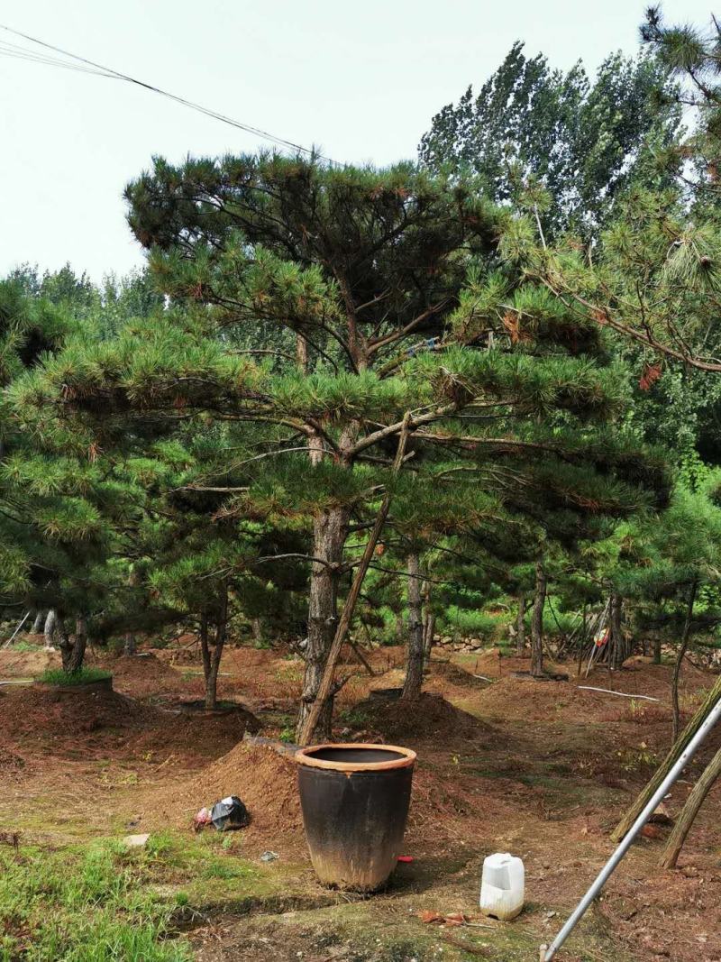 黑松，地径8-16.高2-5米黑松，量大便宜，做一次生意