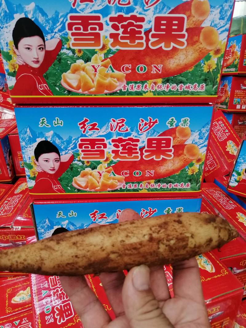 雪莲果26年新鲜上市了批发一件代发保证质量全年供应反季节