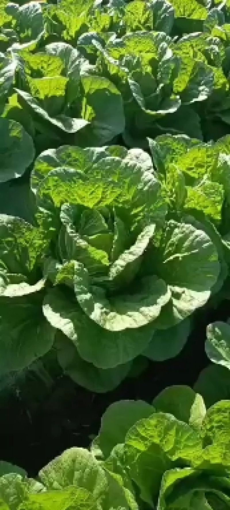 东北大白菜上市了产地直发保质保量有需要的联系我