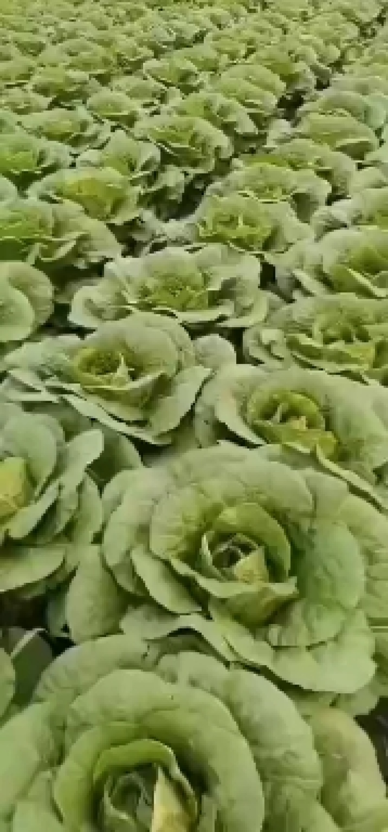 东北大白菜上市了产地直发保质保量有需要的联系我