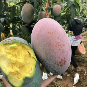 攀枝花彩色吉禄芒果尾批需要赶紧
