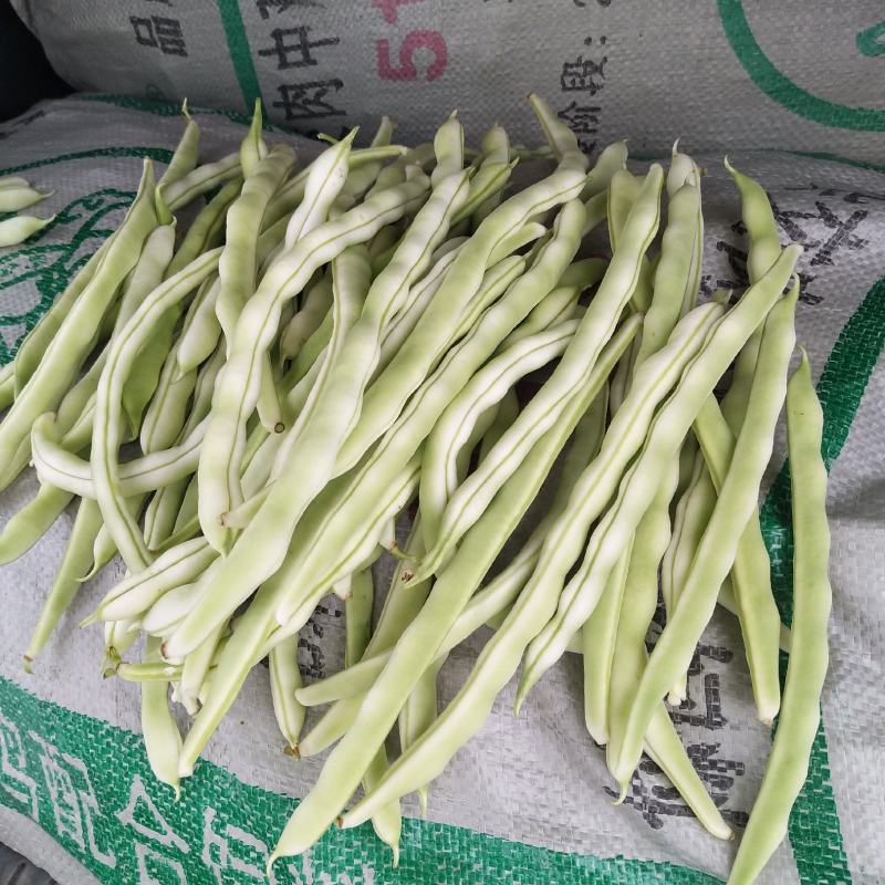 （赤峰豆角）赤峰露天蔬菜基地，大量上市，白不老，无丝豆
