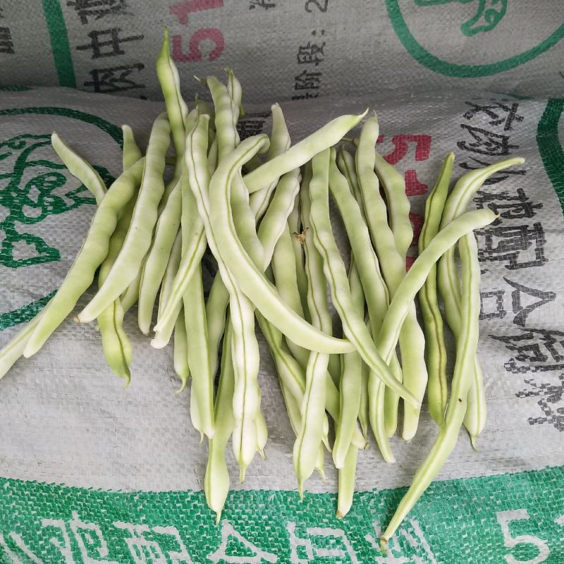 （赤峰豆角）赤峰露天蔬菜基地，大量上市，白不老，无丝豆