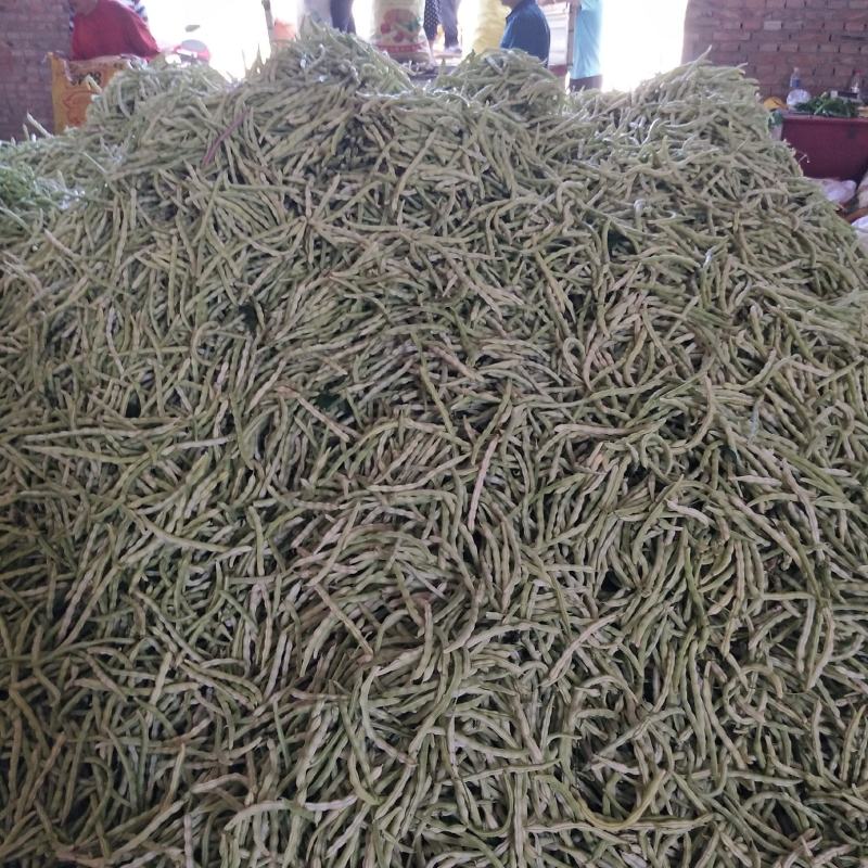 （赤峰豆角）赤峰露天蔬菜基地，大量上市，白不老，无丝豆