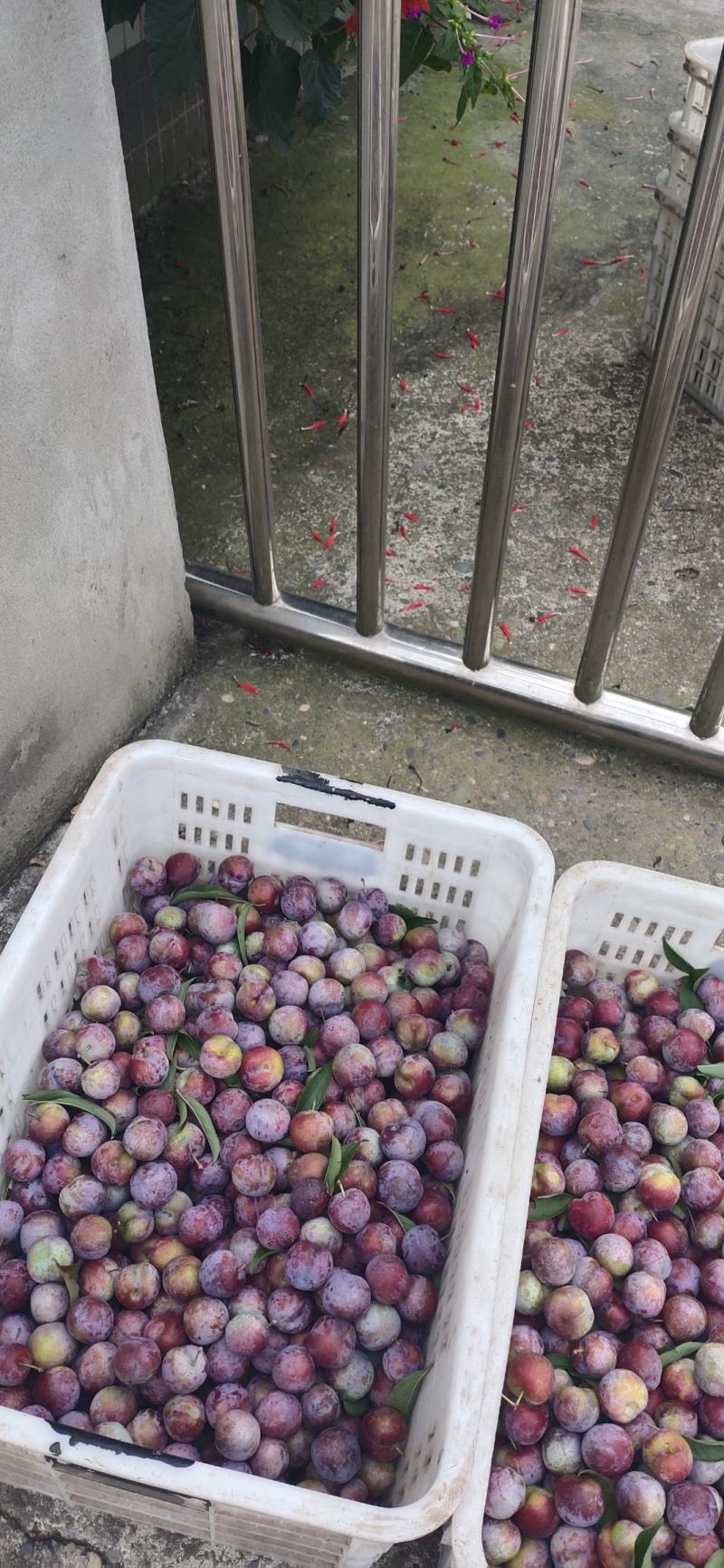 万州本地高山脆红李子