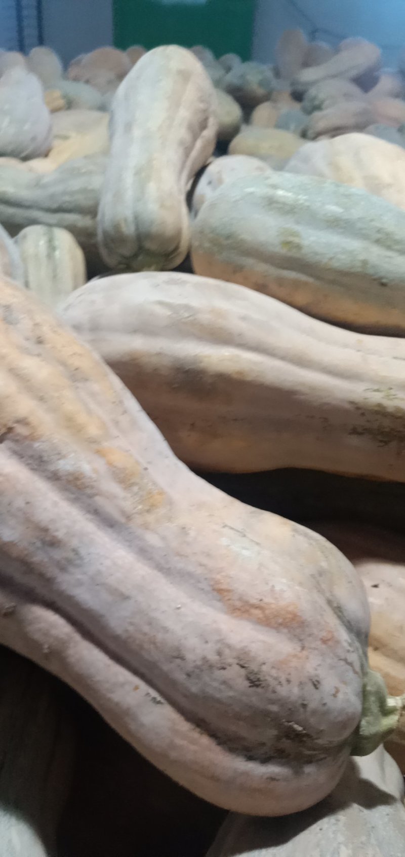 金韩密本