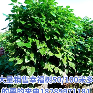 幸福树要的私聊50/100以上都有货