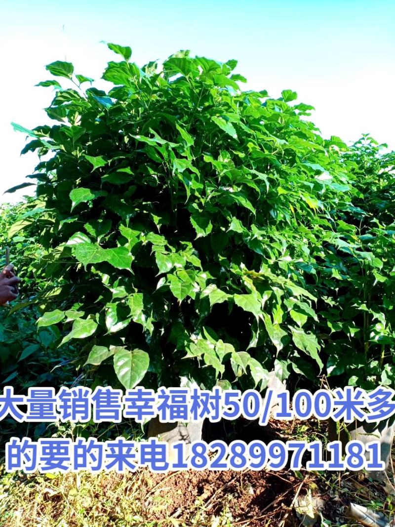 幸福树要的私聊50/100以上都有货