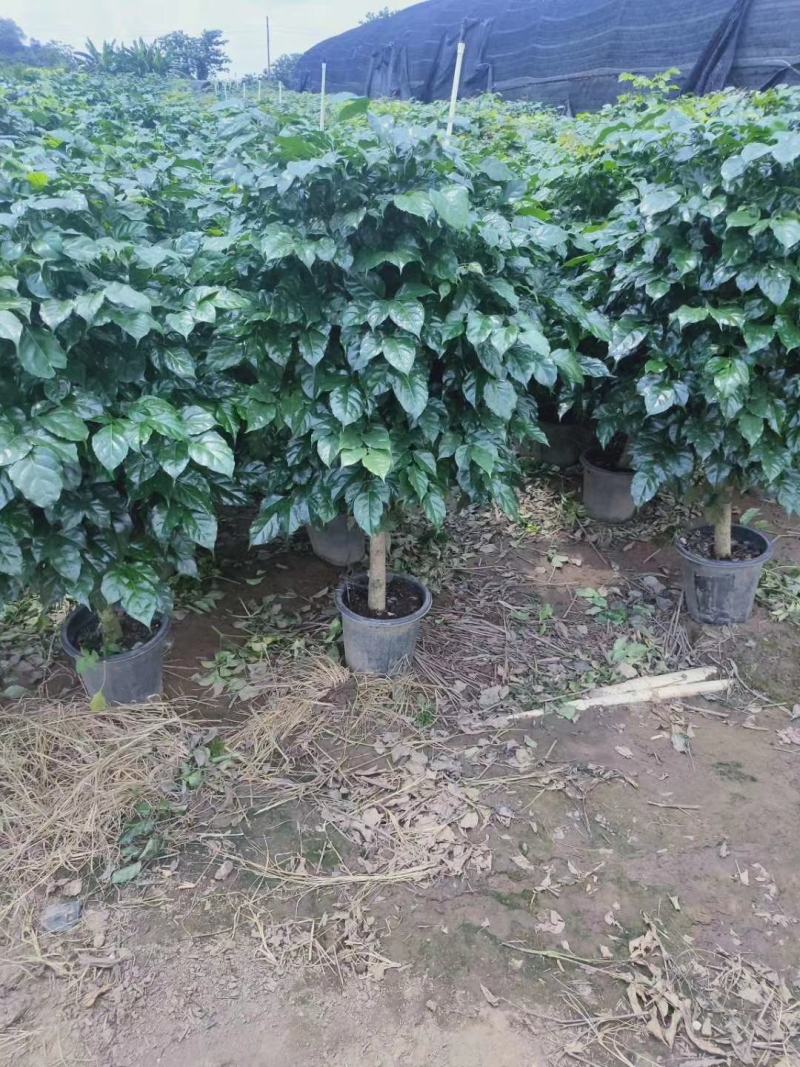 幸福树要的私聊50/100以上都有货