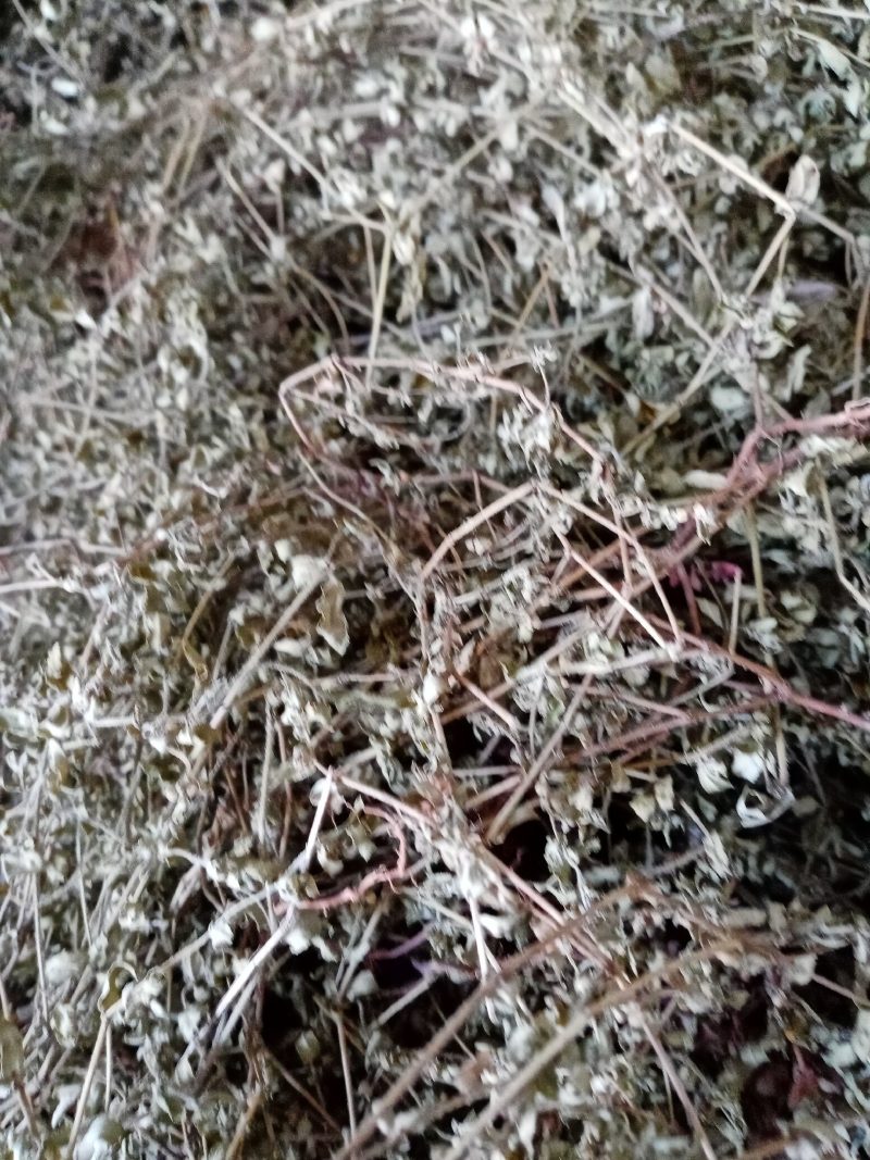 地锦草，铺地草，血风草，，奶浆草精选散装有大货，价格优惠