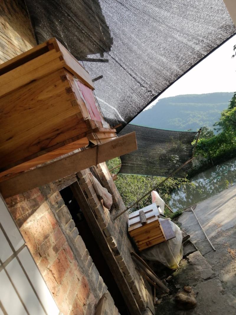 蜜蜂，蜂蜜，高山之上土蜂蜜