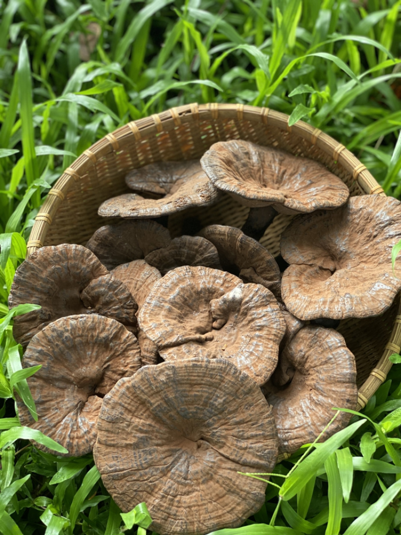 助农土特产：连平赤灵芝