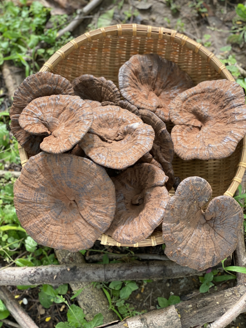 助农土特产：连平赤灵芝