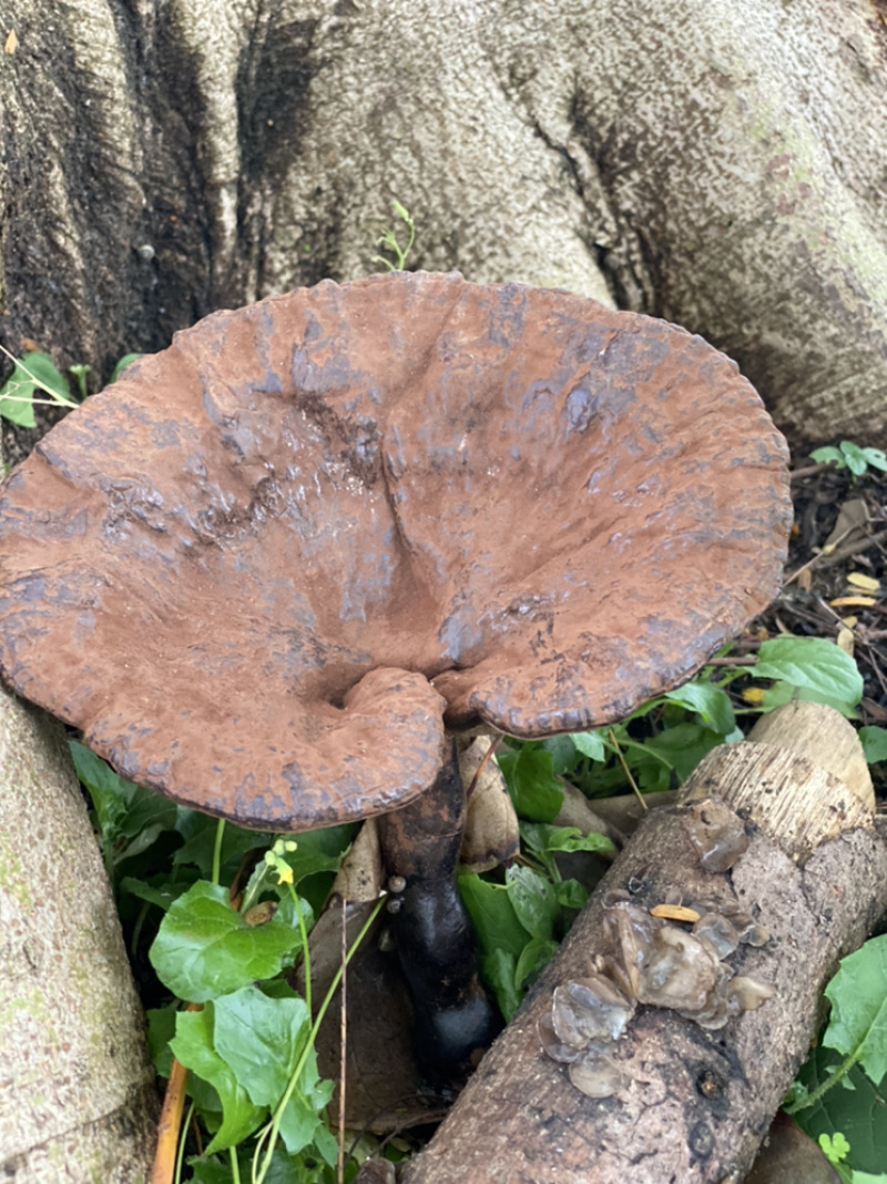 助农土特产：连平赤灵芝