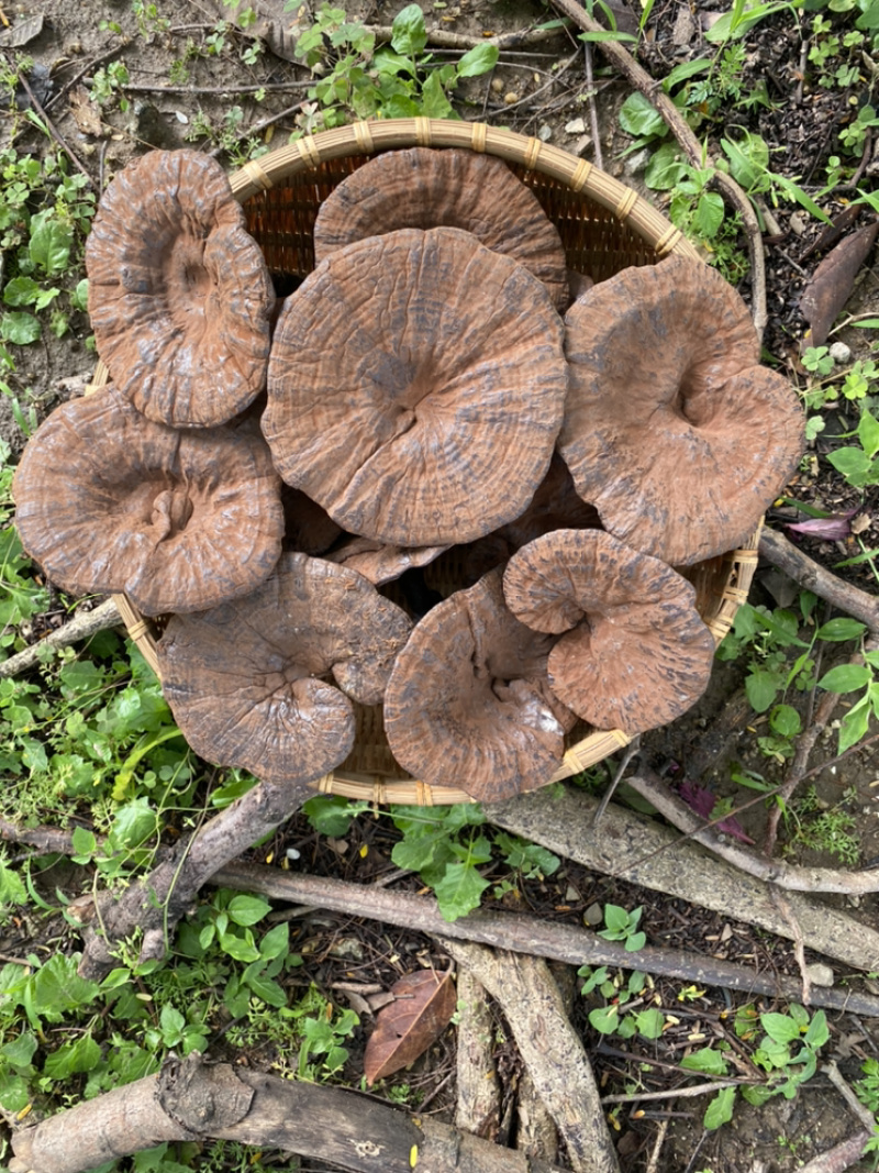 助农土特产：连平赤灵芝