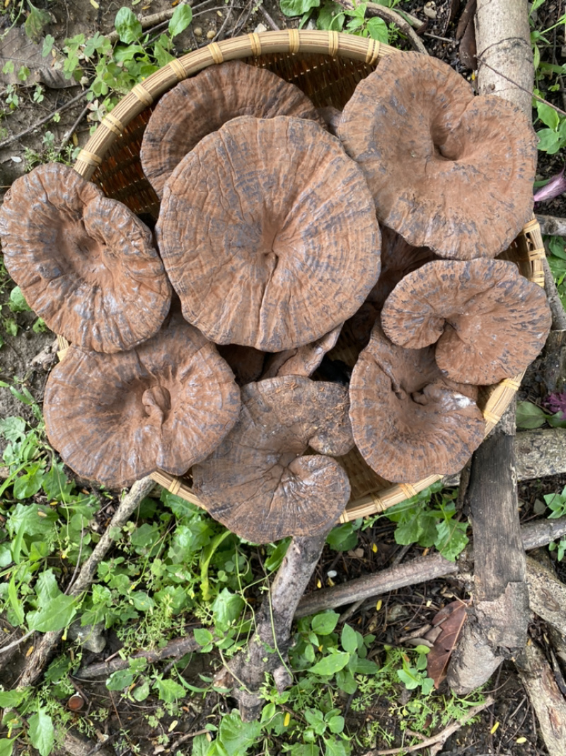 助农土特产：连平赤灵芝