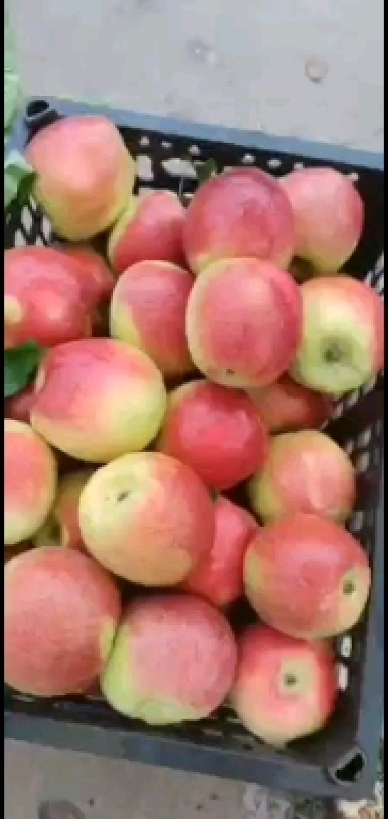 菏泽曹县华硕苹果山东早熟苹果