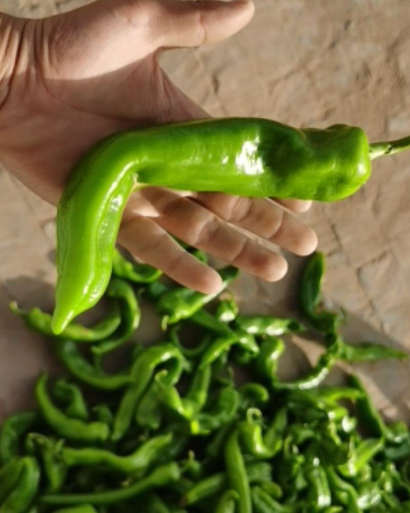 鲜辣椒牛角椒硬弯货非市场精品货