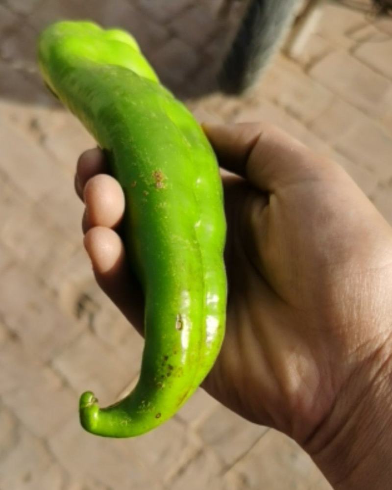 鲜辣椒牛角椒硬弯货非市场精品货