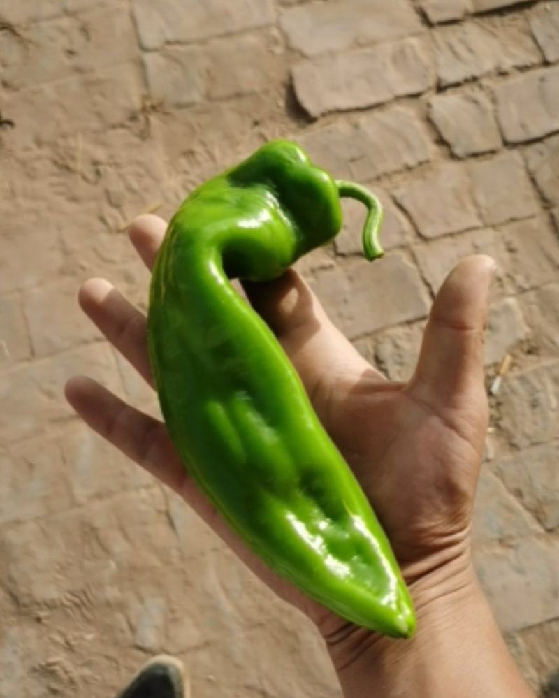 鲜辣椒牛角椒硬弯货非市场精品货