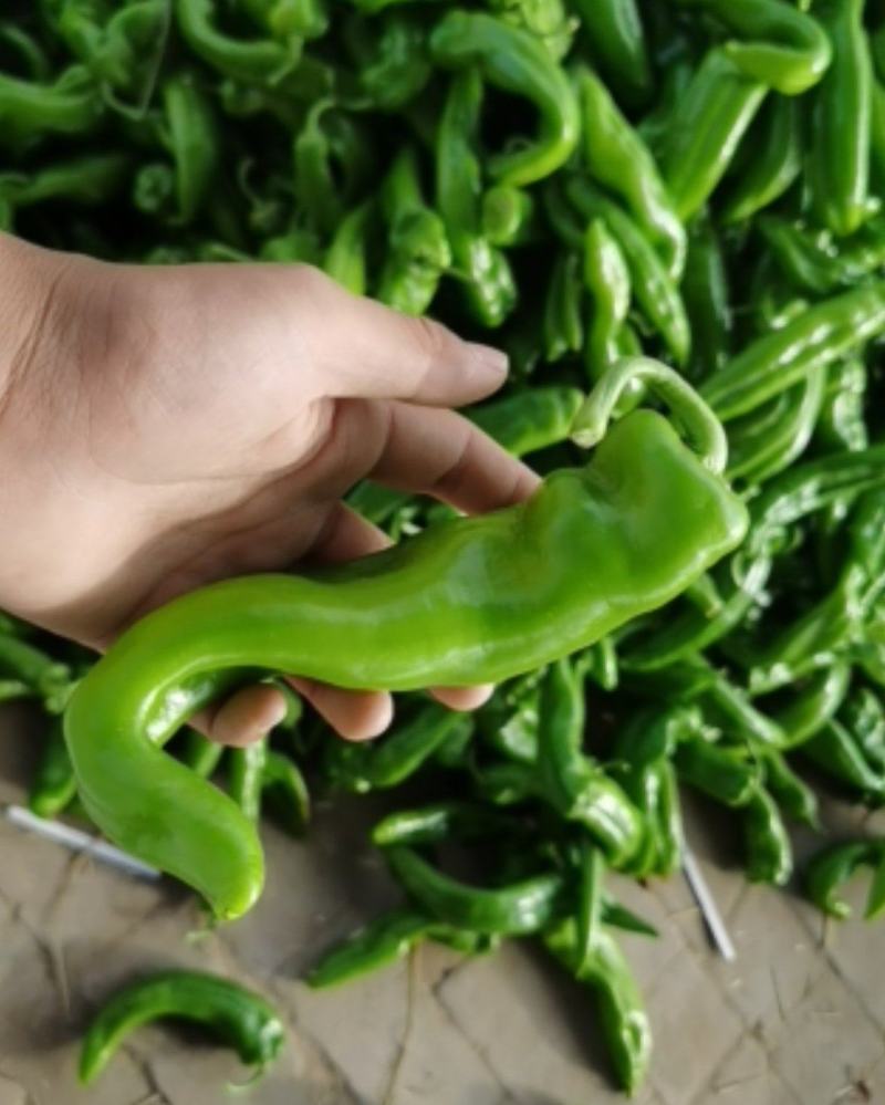 鲜辣椒牛角椒硬弯货非市场精品货