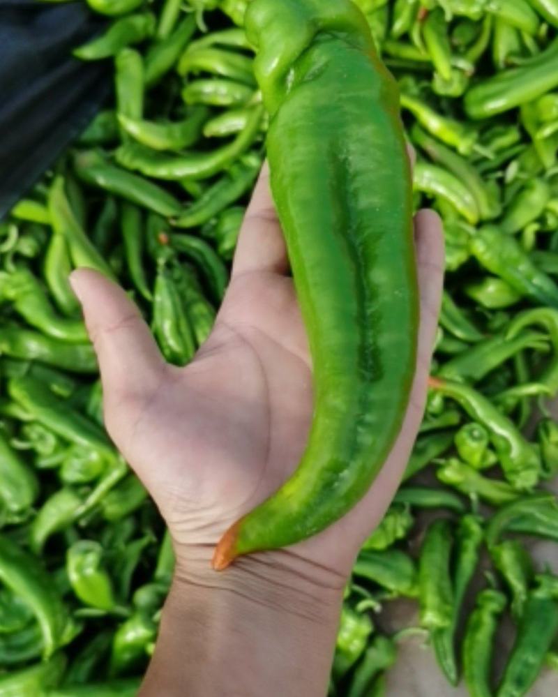 鲜辣椒牛角椒硬弯货非市场精品货