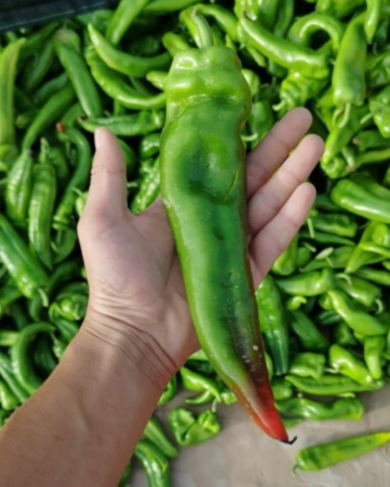 鲜辣椒牛角椒硬弯货非市场精品货