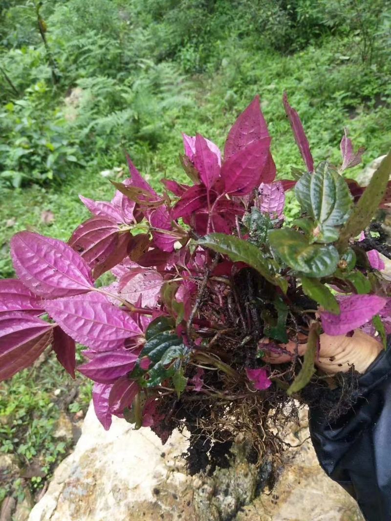 野生红杆风柜斗草，长期供应