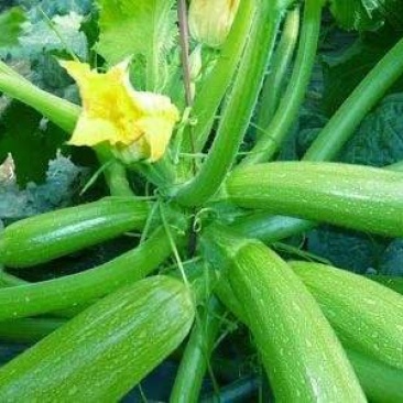 安徽大棚蔬菜保质保量包新鲜，支持看货