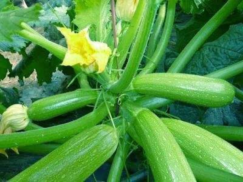 安徽大棚蔬菜保质保量包新鲜，支持看货