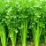 安徽大棚蔬菜保质保量包新鲜，支持看货