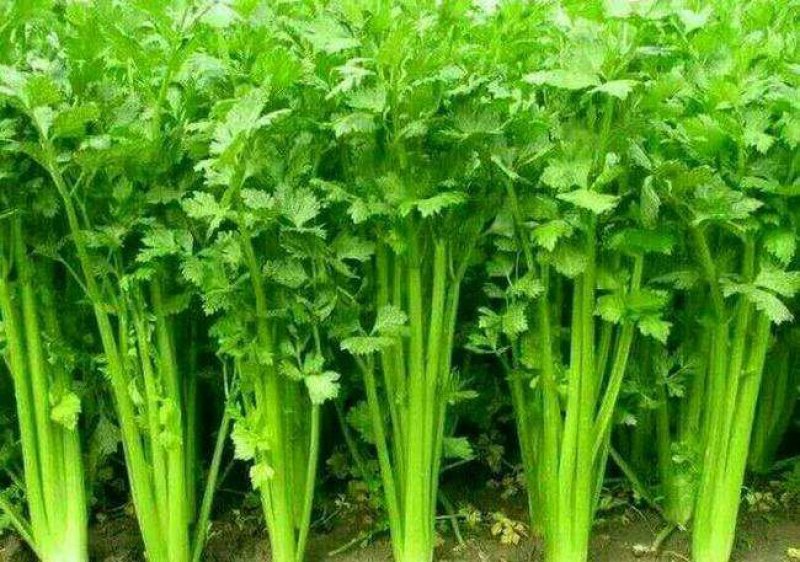 安徽大棚蔬菜保质保量包新鲜，支持看货
