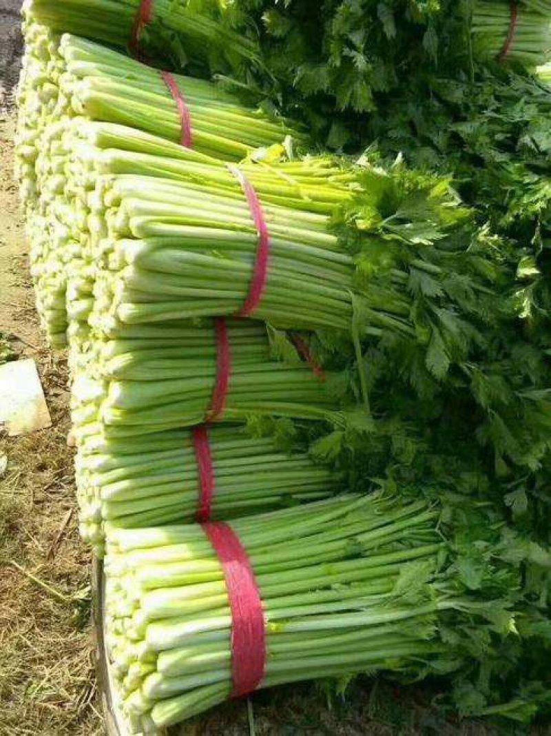 安徽大棚蔬菜保质保量包新鲜，支持看货