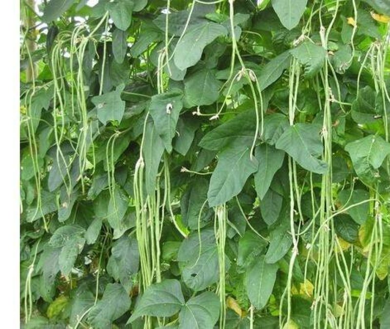 安徽大棚蔬菜保质保量包新鲜，支持看货