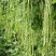 安徽大棚蔬菜保质保量包新鲜，支持看货