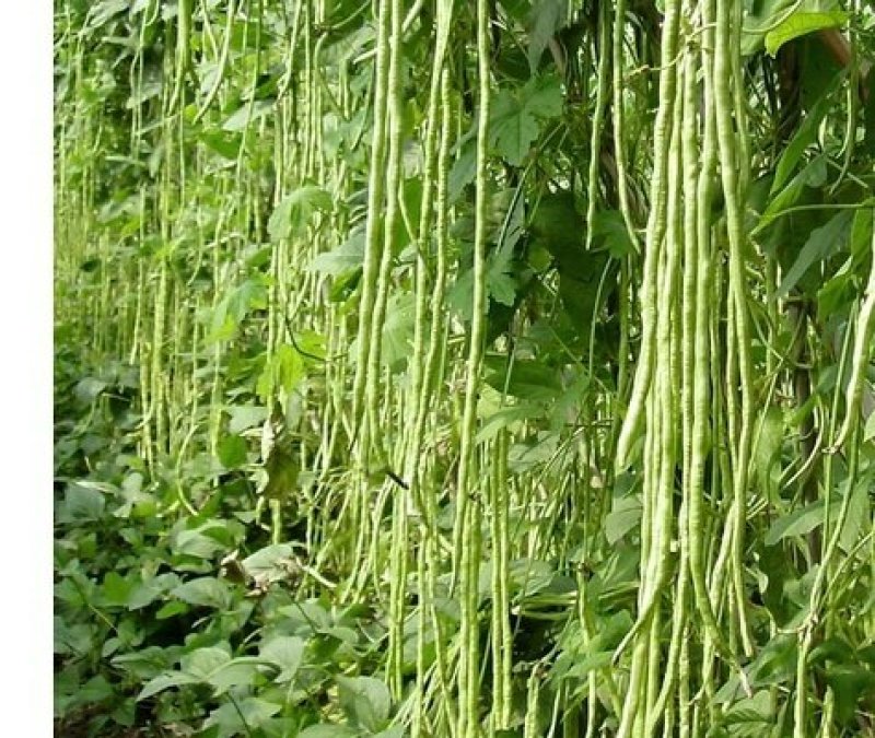 安徽大棚蔬菜保质保量包新鲜，支持看货