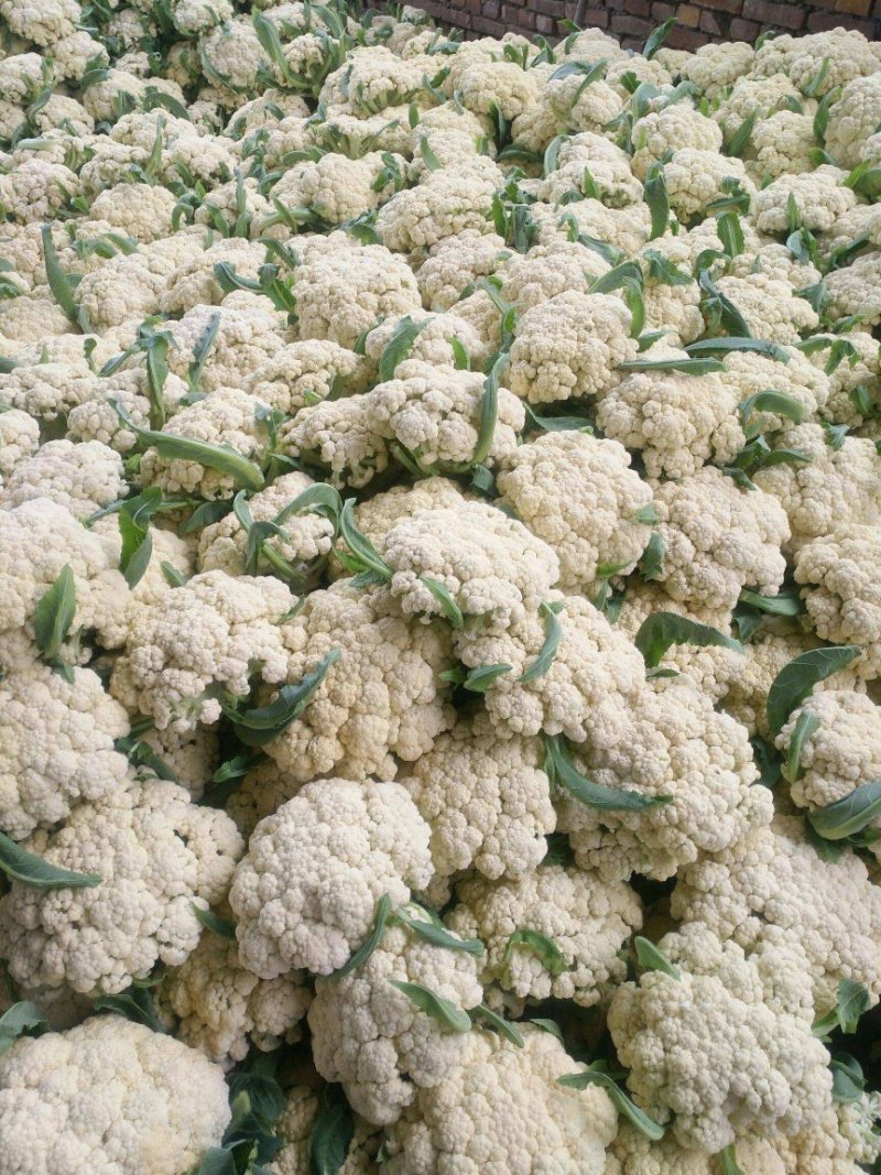 安徽大棚蔬菜保质保量包新鲜，支持看货